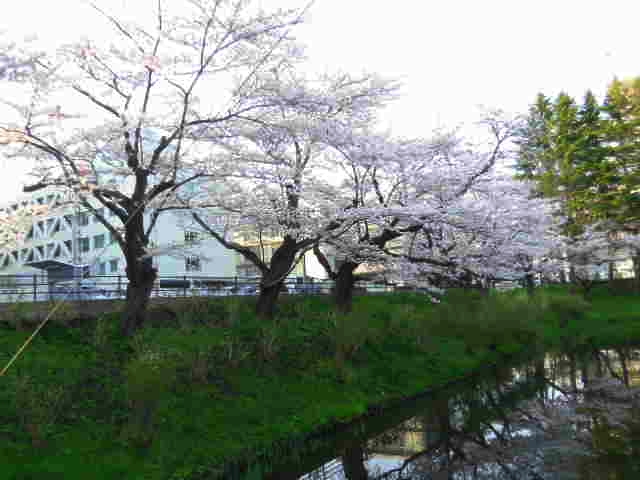 桜が満開だ_b0169403_18425075.jpg