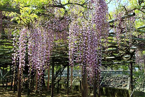 西寒多神社２_b0014607_19443645.jpg