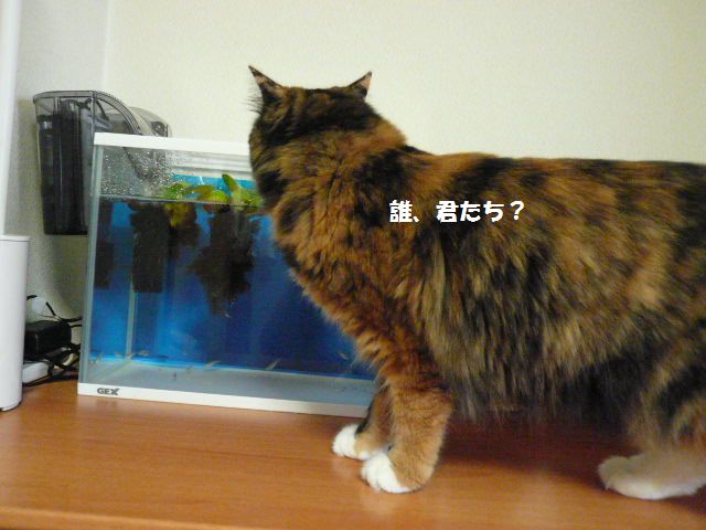 e0094407_2341440.jpg