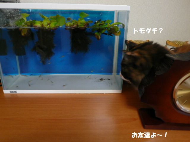 e0094407_23555537.jpg