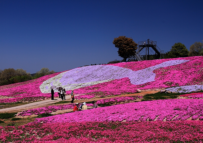 春あざやか　”夢の芝桜”_a0140608_883294.jpg