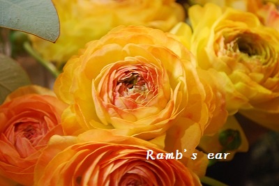 もうすぐ母の日 新座市 志木市の花屋ラムズイヤーより Ramb S Ear ラムズイヤー もうすぐ母の日 新座市 志木市の花屋ラムズイヤーより Ramb S Ear ラムズイヤー