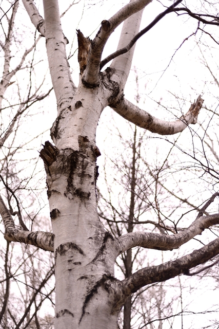 c0153411_21401223.jpg