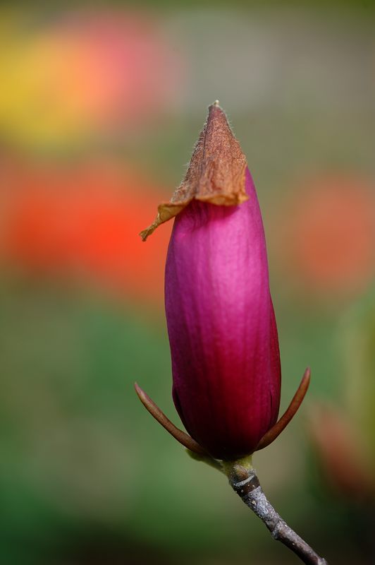 春花色々_f0032011_1954421.jpg