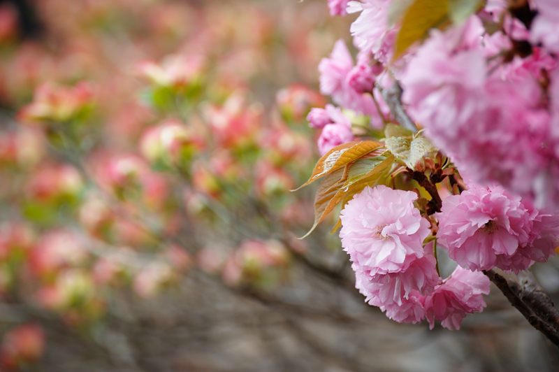 春花色々_f0032011_195552.jpg