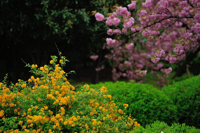 春花色々_f0032011_1985928.jpg