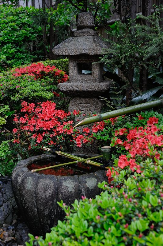 春花色々_f0032011_1991599.jpg