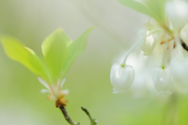 春花色々_f0032011_1992236.jpg