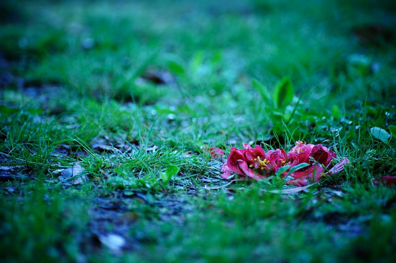 春花色々_f0032011_199672.jpg