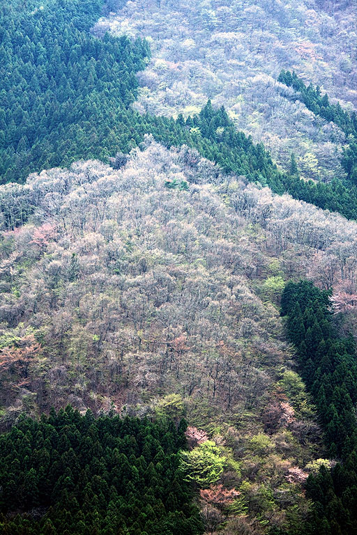 奥武蔵の山桜_b0010915_23333929.jpg