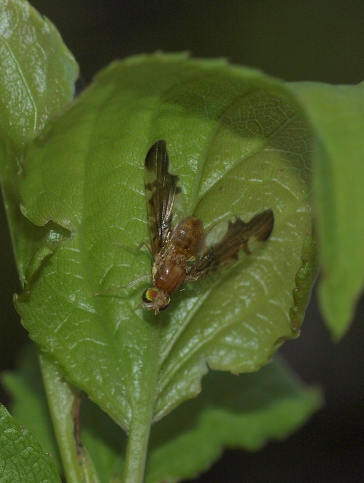 何バエ?_c0116915_0451838.jpg