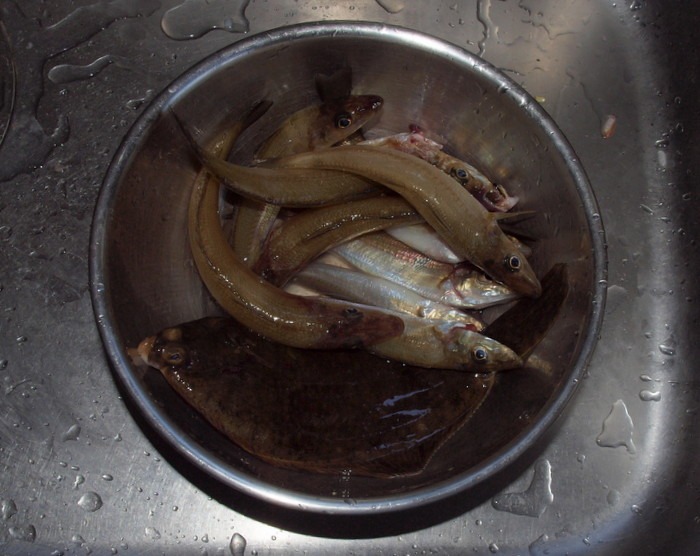 ボート釣りの釣果_c0116915_2314291.jpg