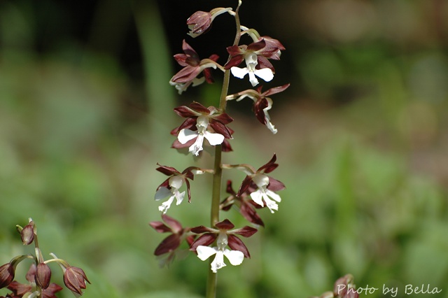 自然教育園四月下旬の花_f0012718_122217.jpg