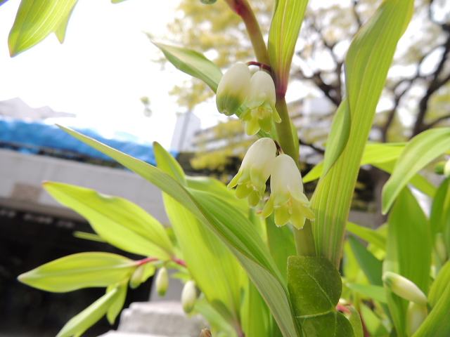 ムクドリ･立浪草・蔓花茄子・アマドコロ･花水木・水仙文目_a0037019_656522.jpg