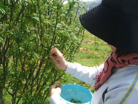 花山椒の収穫 : ナルハジカミ～いずも八山椒
