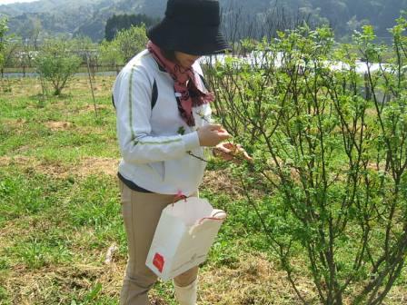 花山椒の収穫 : ナルハジカミ~いずも八山椒 花山椒の収穫 : ナルハジカミ~いずも八山椒