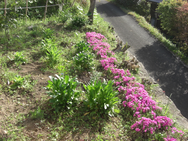 雑草に負けじと芝桜 古民家と 畑と庭とそのまた向こう