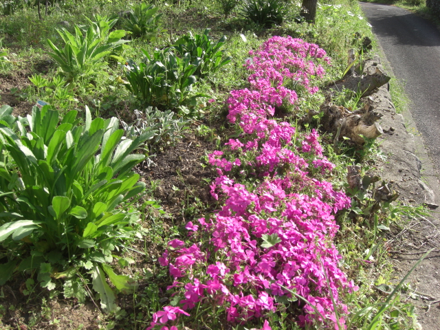 雑草に負けじと芝桜 古民家と 畑と庭とそのまた向こう 雑草に負けじと芝桜 古民家と 畑と庭とそのまた向こう