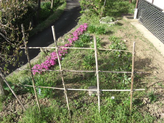 雑草に負けじと芝桜 古民家と 畑と庭とそのまた向こう 雑草に負けじと芝桜 古民家と 畑と庭とそのまた向こう