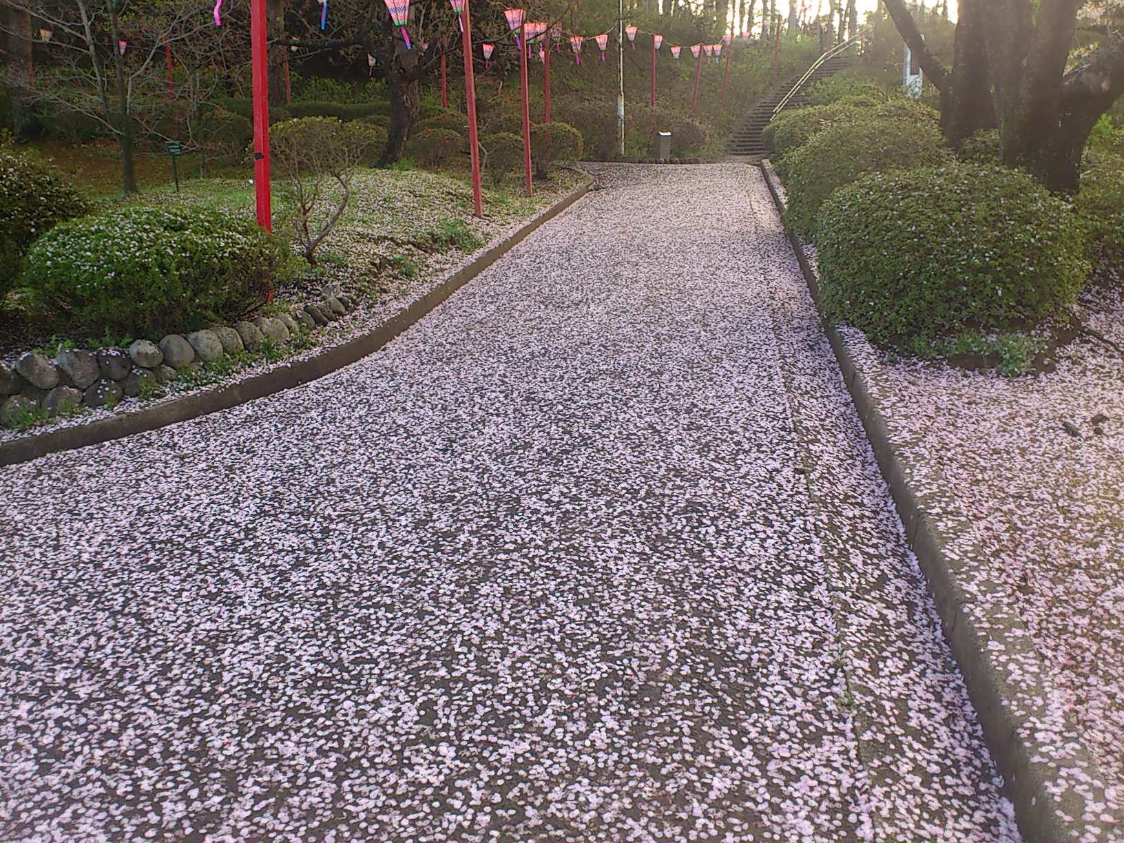 花弁のじゅうたん_e0124021_632402.jpg
