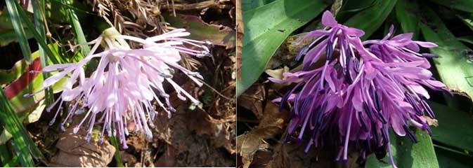 カタクリ・イワウチワの群生　六万騎山は花の宝庫！_d0000031_651480.jpg