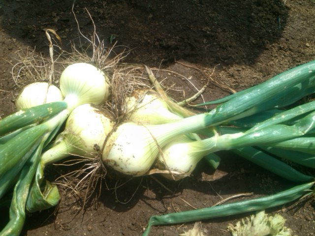 夏野菜の植え付け....ジャガイモの芽カキ_b0137932_16542676.jpg