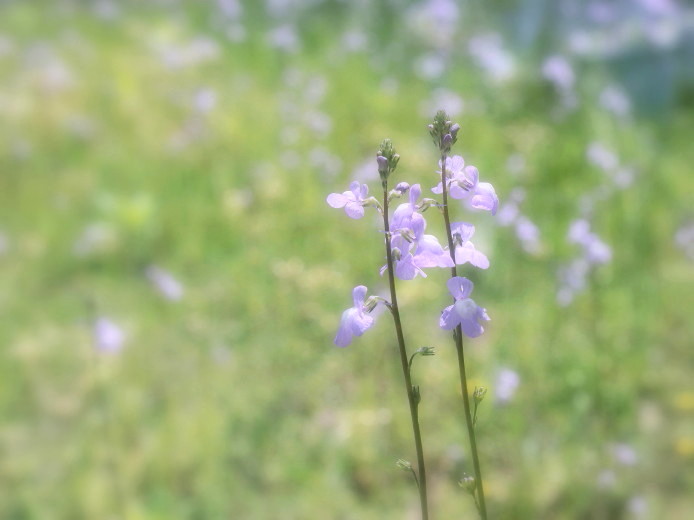 4 28 春の草花 松葉海蘭とたんぽぽ Lgの散歩写真