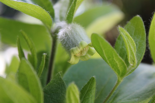 もけもけクレマチス コアクチリス開花 : 季節の風を感じながら・・・