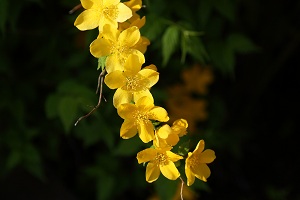 e0156339_83293.jpg