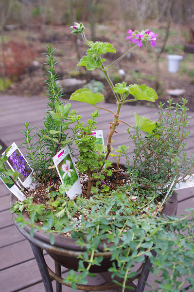 ハーブの寄せ植え 森の扉バックヤード