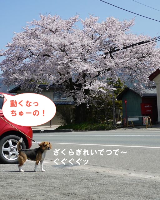向 か い の 桜_c0190940_2072676.jpg