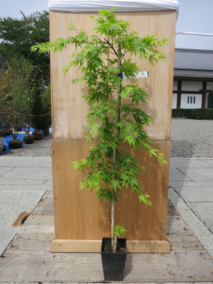 モミジ 流泉 リュウセン 販売 画像 価格 庭木 安行 植木 田中園 Shop Tanakaen Jp Web Magazine