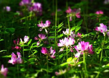 薫風。_d0227246_1681559.jpg