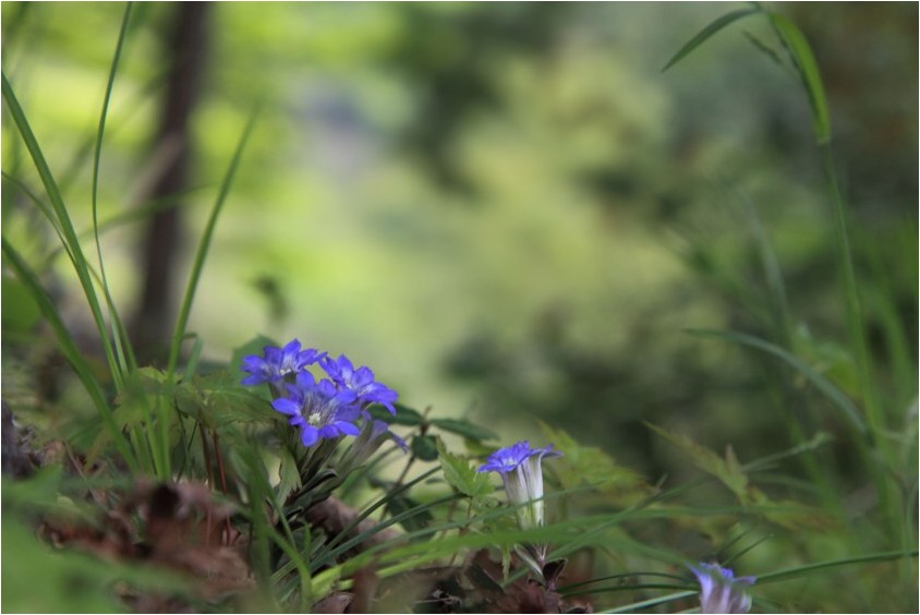 フデリンドウ 野草風薫