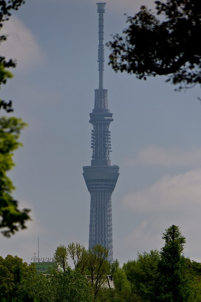 根津神社のツツジ_f0044056_18381967.jpg