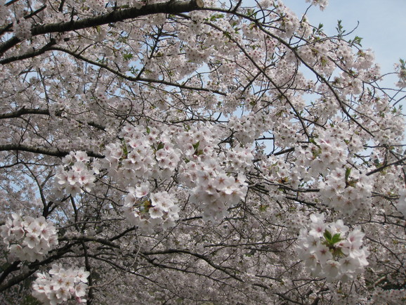  「桜」が満開になりました！！_a0183257_10362364.jpg