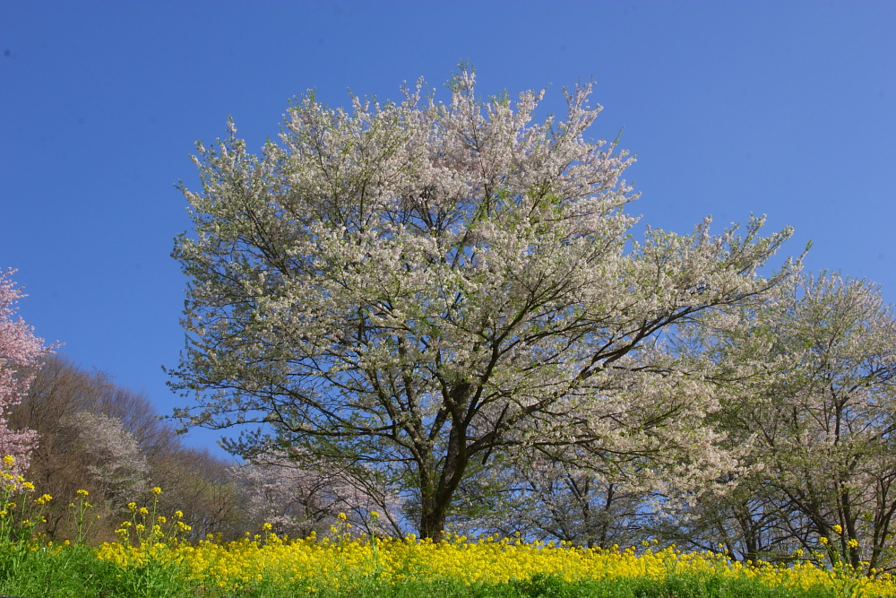 桜_f0232758_23503857.jpg