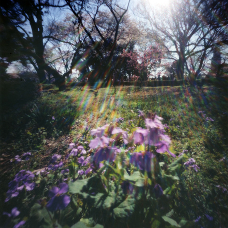 2012 春の新宿御苑(4) Pinhole Photography_f0117059_20411181.jpg