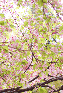 ＜2012年4月＞待ちに待った2012満開桜、旧友・家族と楽しんだ春爛漫(後編)_c0119160_735337.gif