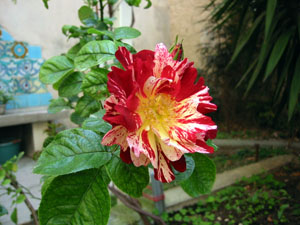 a0155362_17403991.jpg