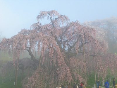 ２０１２．４月　滝桜・・朝 　（４．２８）_e0170863_2281399.jpg