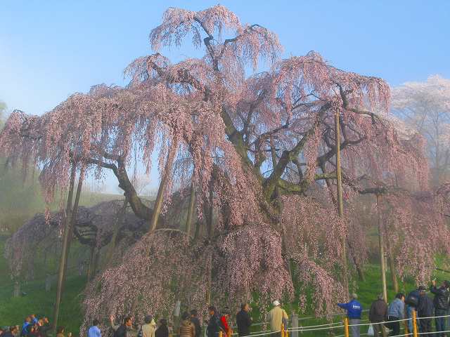 ２０１２．４月　滝桜・・朝 　（４．２８）_e0170863_2293547.jpg