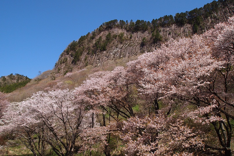 △　山桜観賞山行♪(⌒-⌒)[住塚山~国見山~屏風岩]　△_a0111064_12174361.jpg