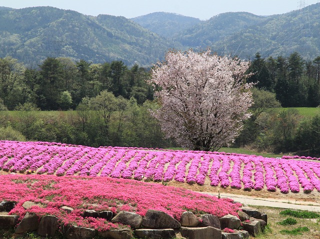 世羅高原花便り_a0148866_2331458.jpg