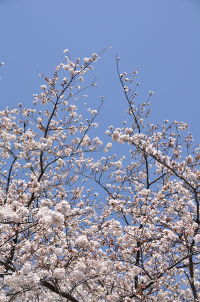 sakura_d0126366_20392363.jpg