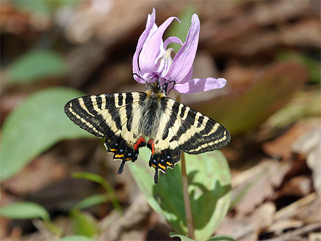 ギフチョウ吸蜜＆吸蜜？（４月下旬　新潟県）_f0199866_22542284.jpg