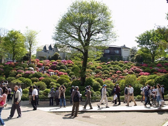 根津神社　つつじまつり_e0260067_23503937.jpg