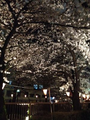 滑走30日目。宿杯。馬鹿旨。夜桜。_f0233068_10431793.jpg