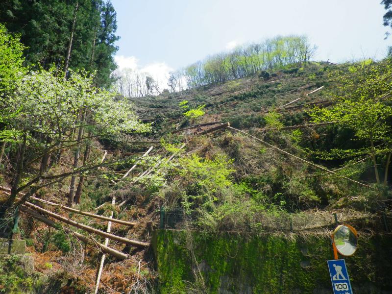 土坂峠・神流町へのライディング (1) 桜・カイドウ_b0104774_23262042.jpg