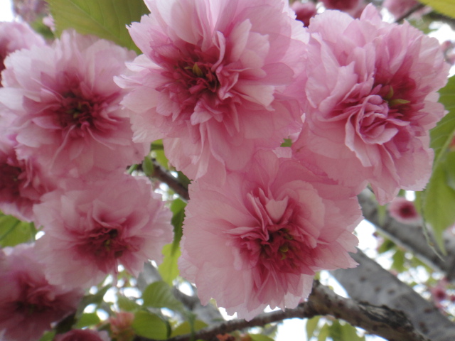 最後の桜花_f0137275_4194283.jpg